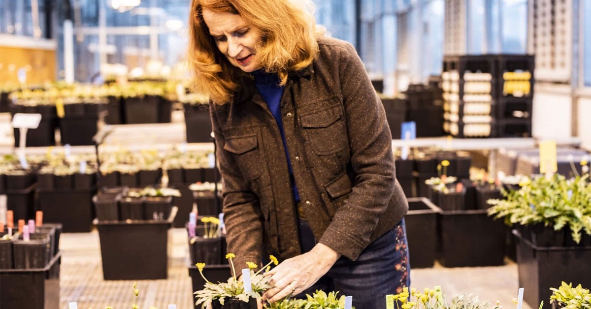 Get to Know Dr. Katrina Cornish: The Leader of Science and Innovation Behind American Sustainable Rubber Company, LLC
